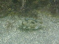 p8210004.jpg